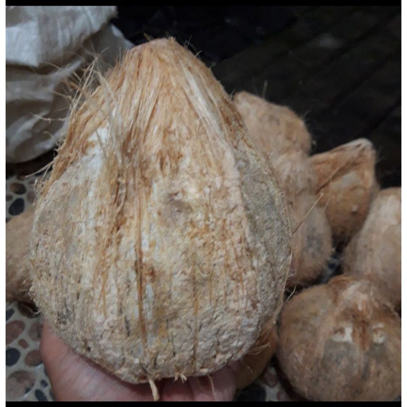 

kelapa kopyor asli