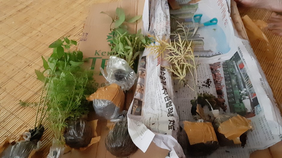 Bibit Tanaman Daun Oregano Herbal Rempah Bumbu Masakan Eropa