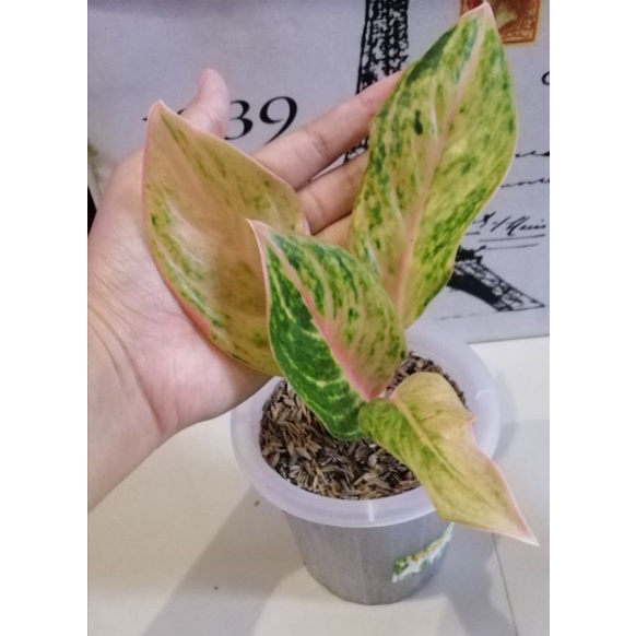 Aglaonema Obama Mutasi