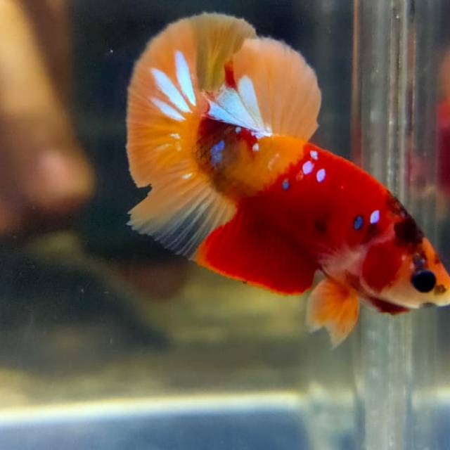 Ikan cupang Plakat nemo