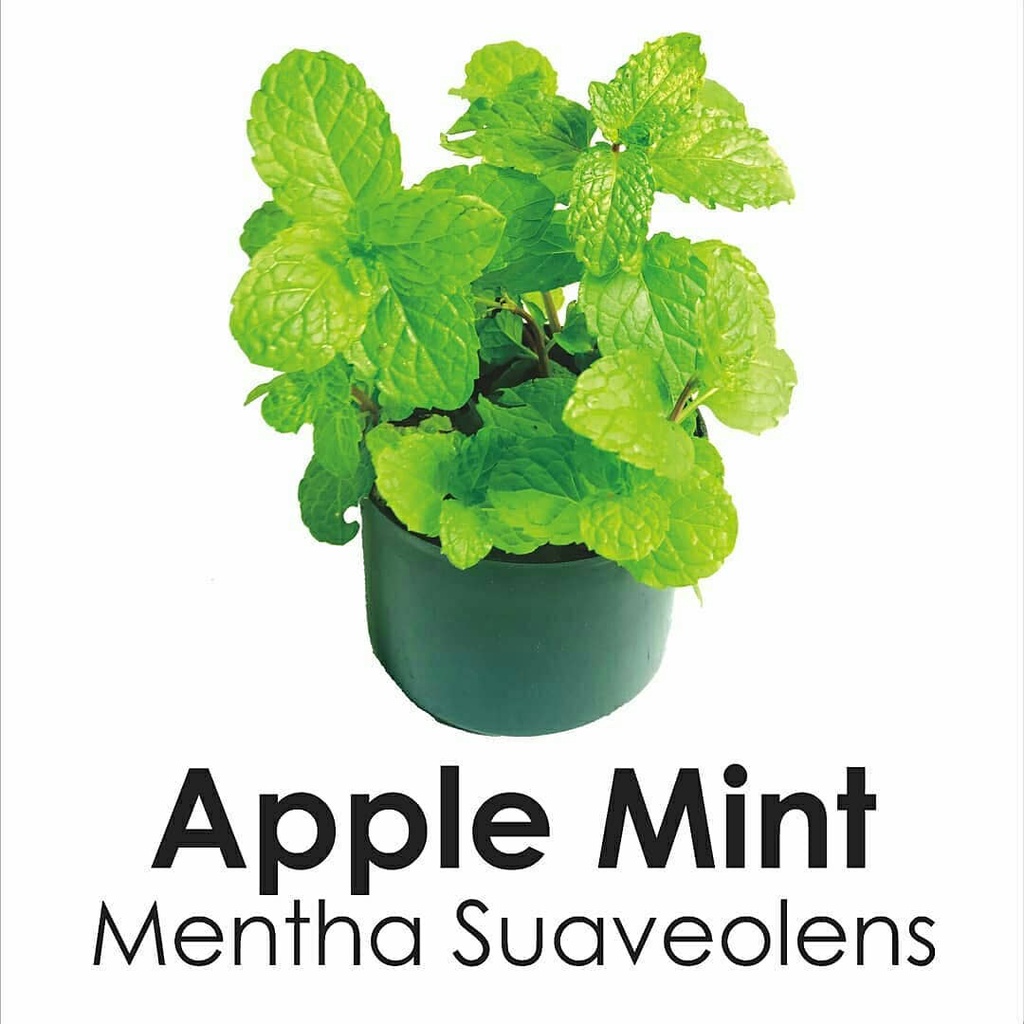 Tanaman Herbal dan Rempah Daun Apple/Apel Mint wangi