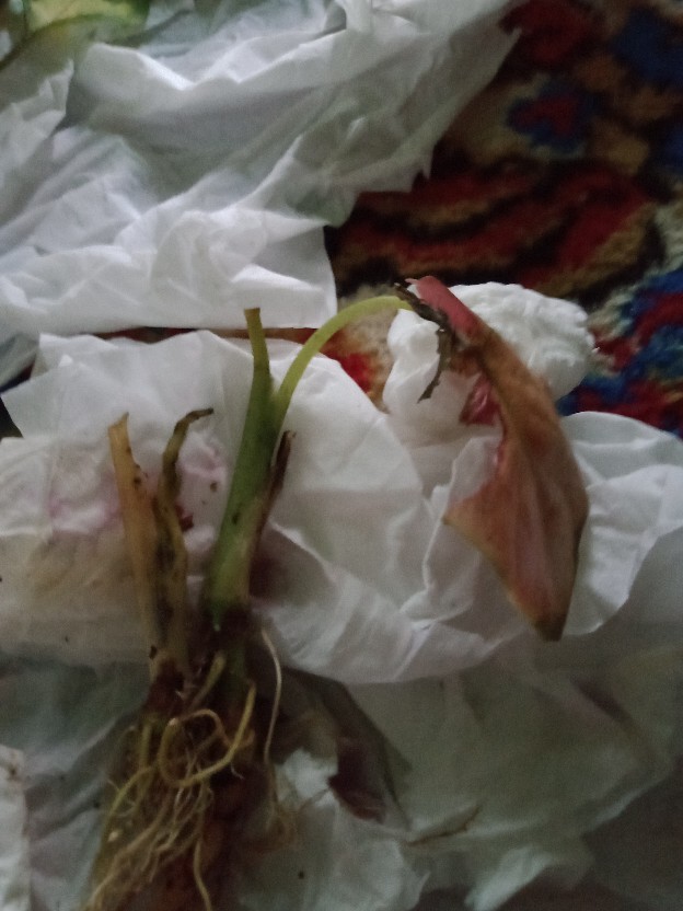 Cladium White Qween Bonggolan