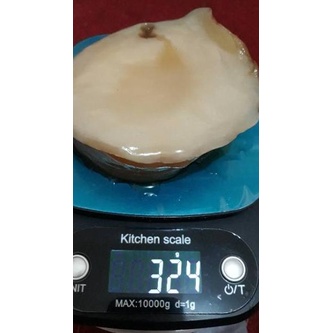 

[KODE QBPID] !!! SCOBY ATAU JAMUR DIPO UNTUK MEMBUAT KOMBUCHA