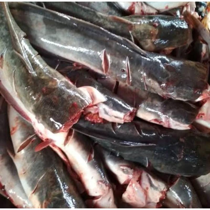 

IKAN LELE SEGAR 500gr