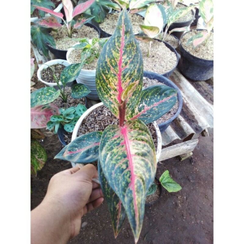 aglonema hot flaming lady anakan