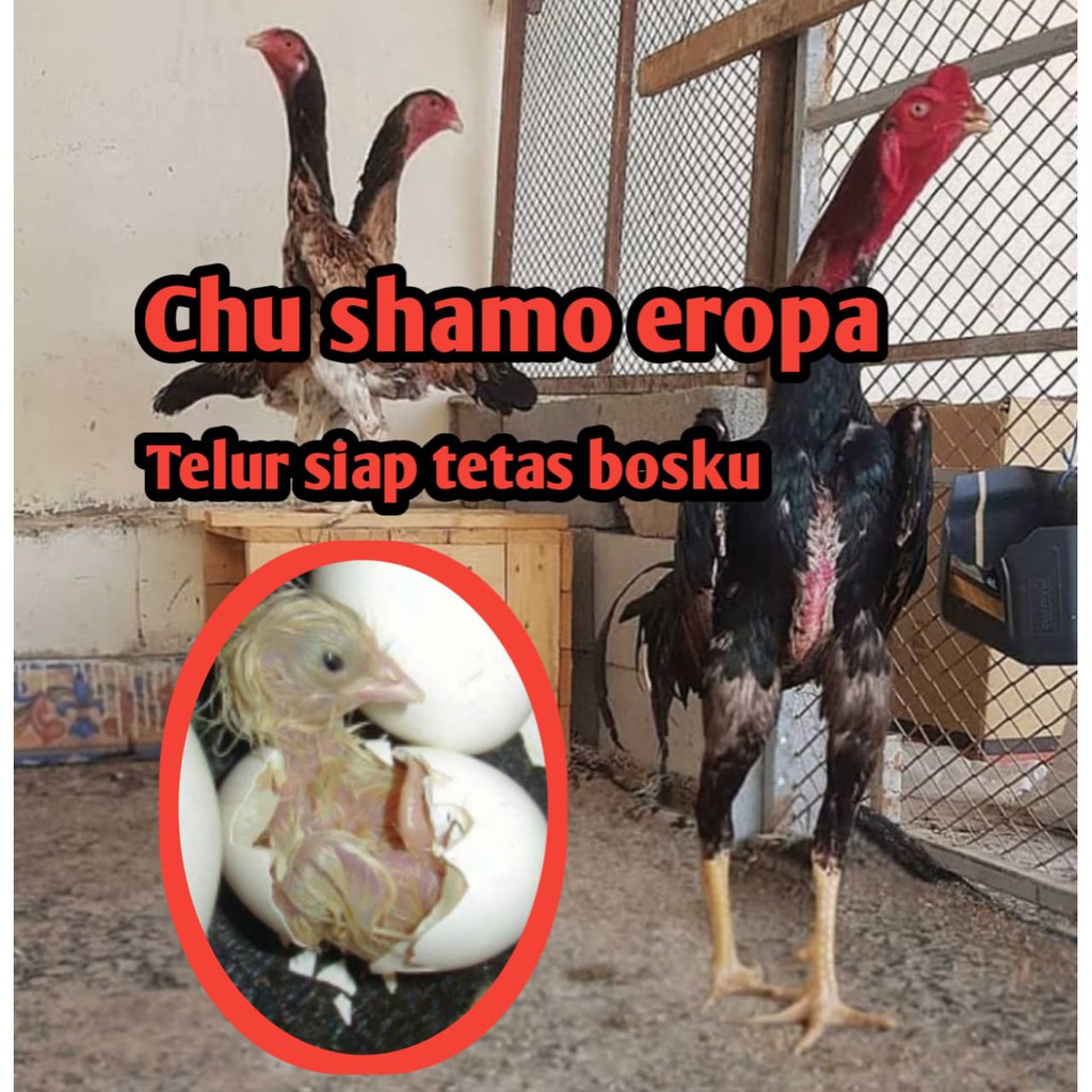 telur ayam bangkok chu shamo original