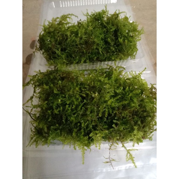 moss java moss bahan tanaman aquascape