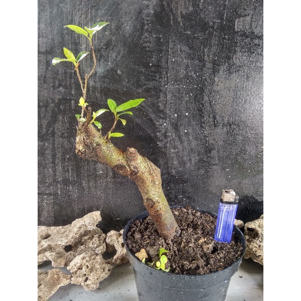 Bahan bonsai ficus Loa siap program realpic