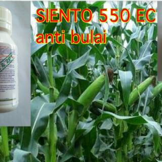 FUNGISIDA ANTI  JAMUR  TANAMAN JAGUNG DAN CABE Shopee 