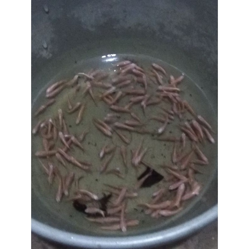 ikan cupang plakat gold bahan