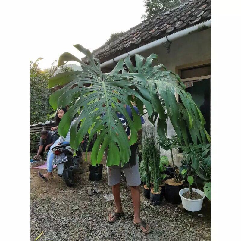 Bonggol Monstera KING