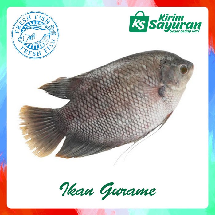 

Ikan Gurame Segar (700 g)
