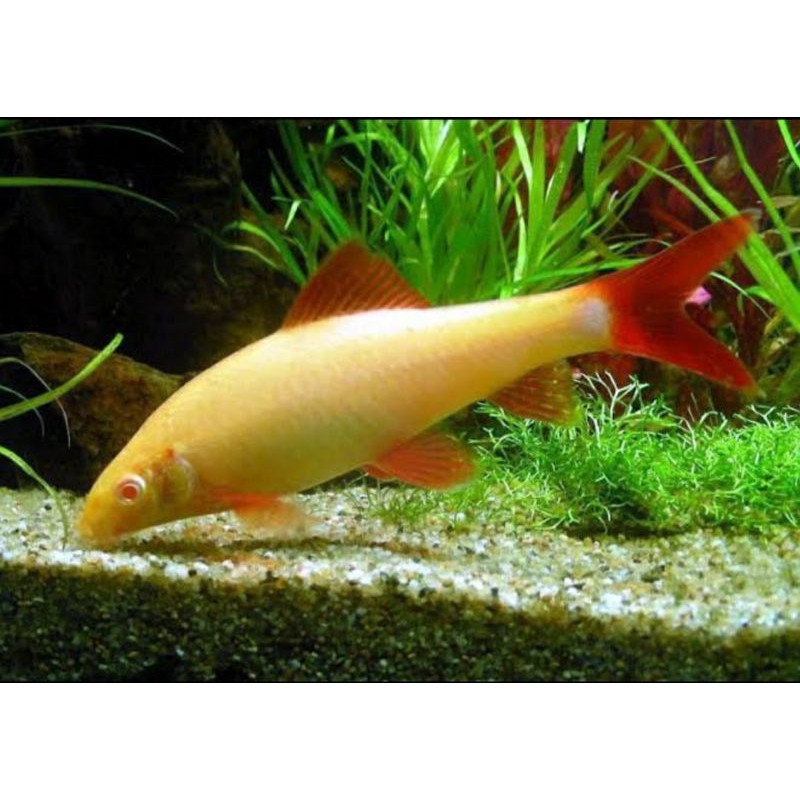 ikan redfin shark albino