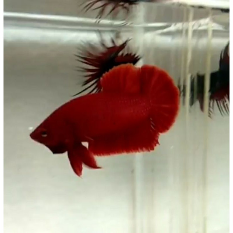 

Ikan Cupang PLAKAT SUPERRED PREMIUM