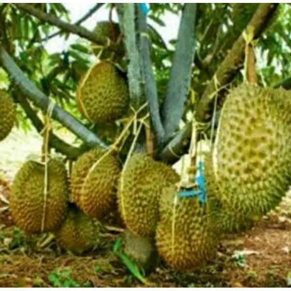 Bibit Durian Montong Super Bibit Buah Durian Montong Okulasi