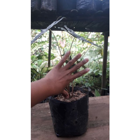 alocasia sandriana nobilis.