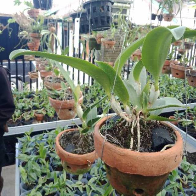 Anggrek cattleya dewasa