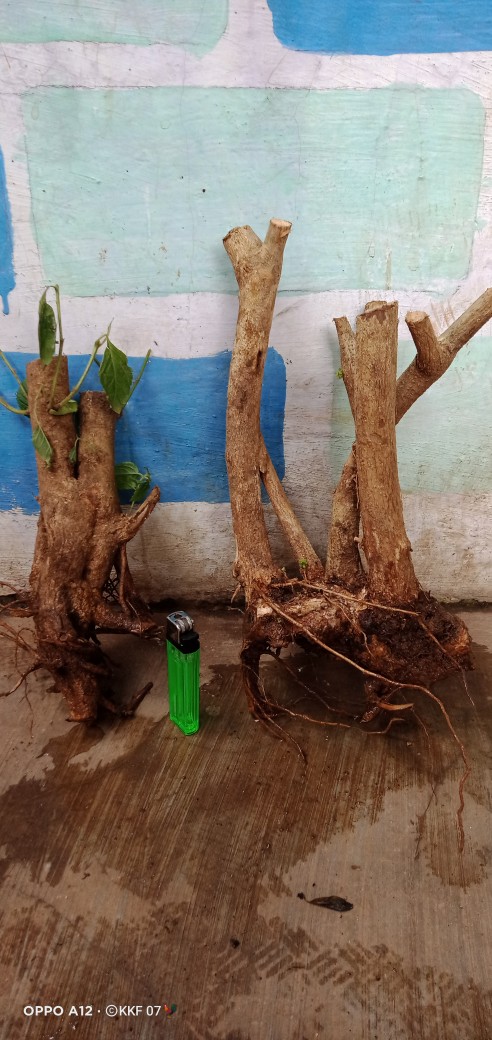 Bunga Lantana Bunga Oren