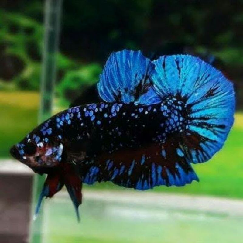 

ikan cupang Avatar, super red, red koi galaxy