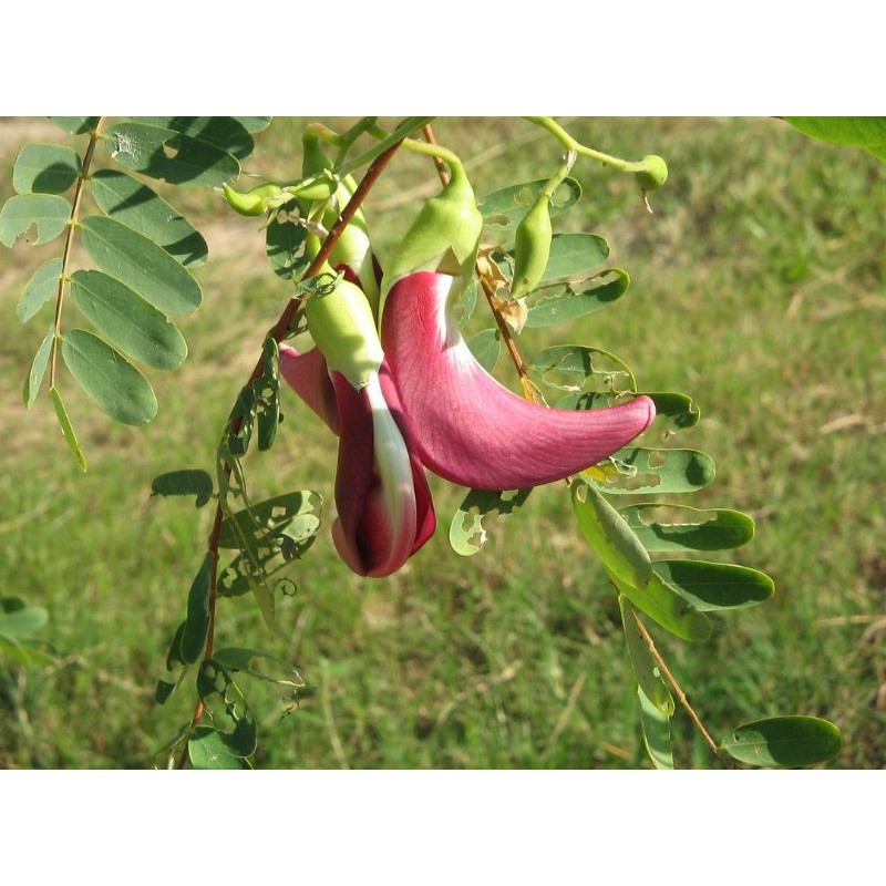 biji benih tanaman turi merah herbal siap semai