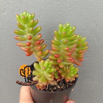 KAKTUS/SEKULEN JELLY BEAN