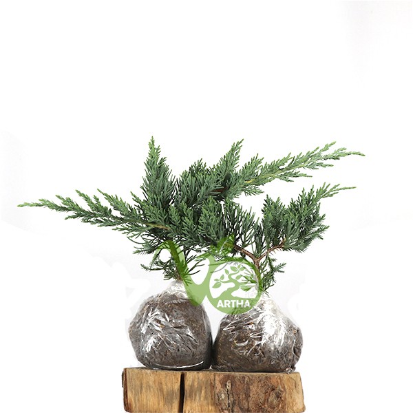 Bibit Cemara Blue Sinensis