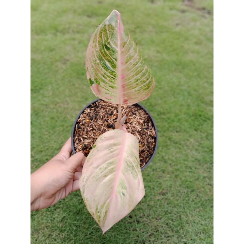 AGLONEMA ESMERALDA GOLDEN