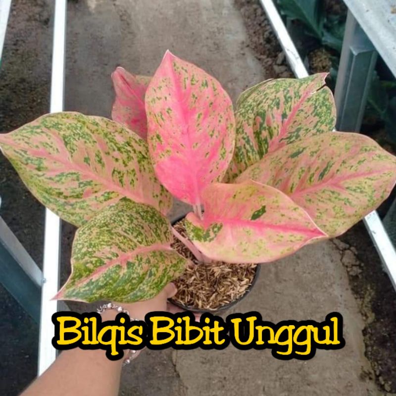 Bunga Aglonema Striptis / red Striptis