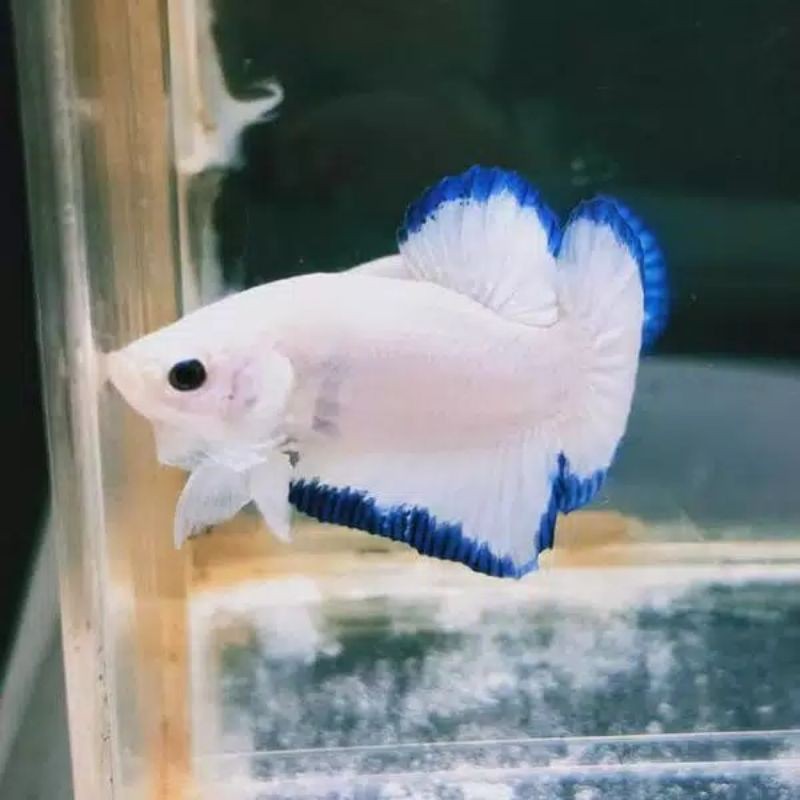 

ikan cupang blue rim