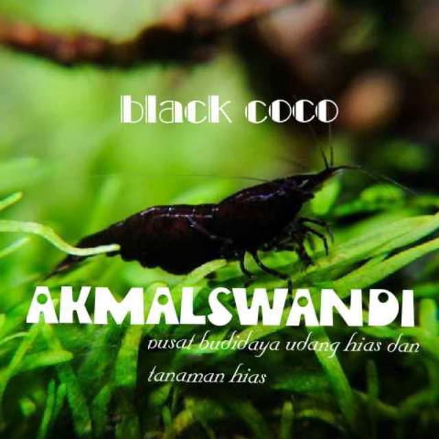 Udang hias aquascape black coco
