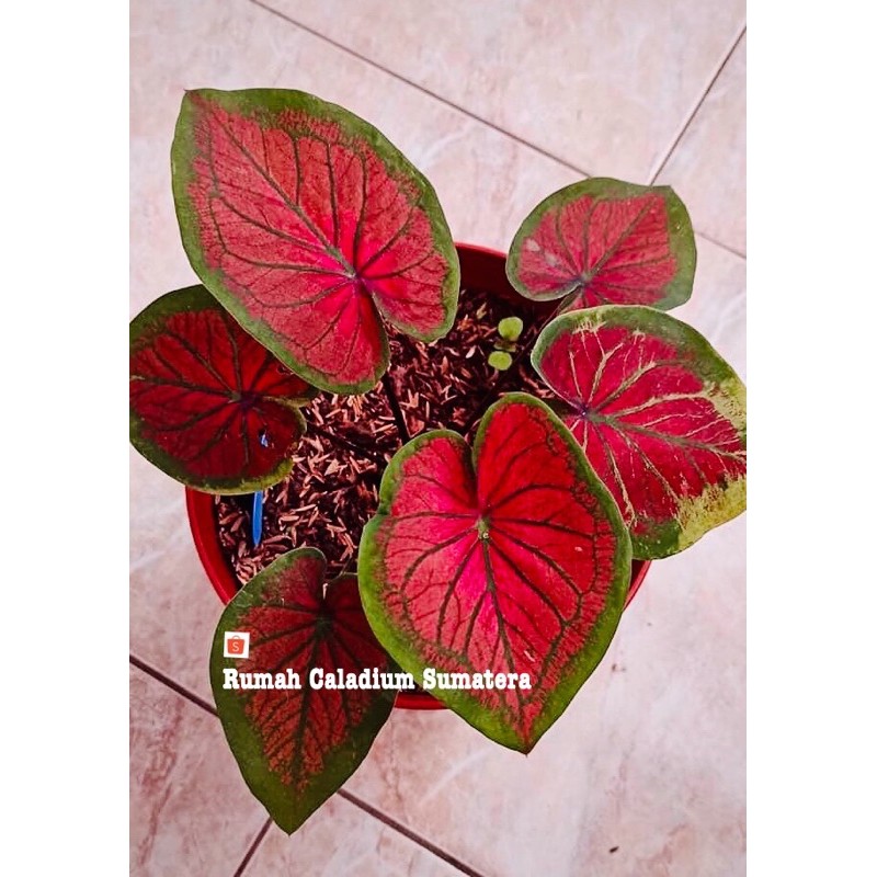 Bibitan Kecil Caladium Tambuna,Caladium thailand tambuna