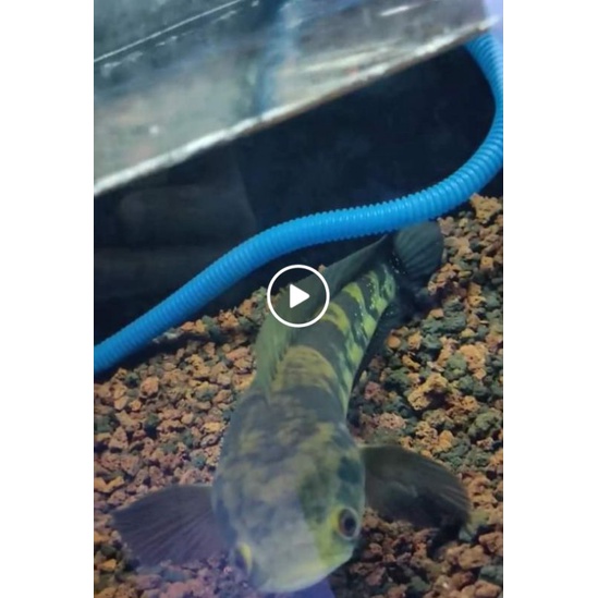 GREEN MARULIUS BARITO 14-15cm