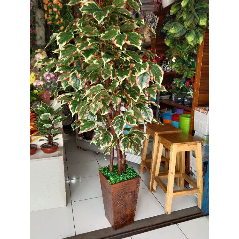 

pohond daun shifu
