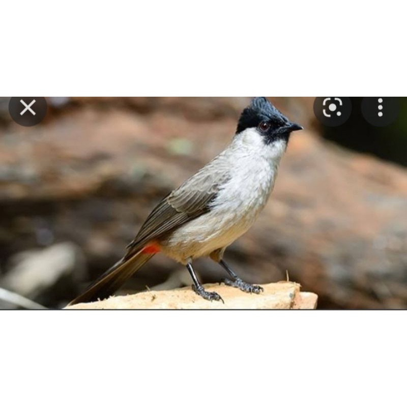 burung kutilang jawa