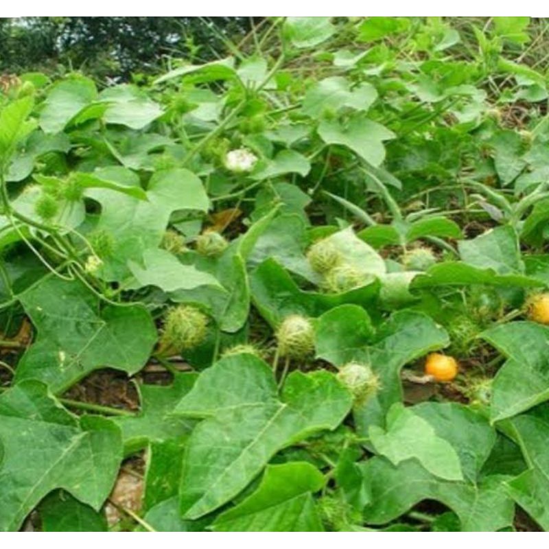 

DAUN CERMOT SEGAR PETIK ORDER MASUK-DAUN ROMBUSA FRESH 1000 GRM