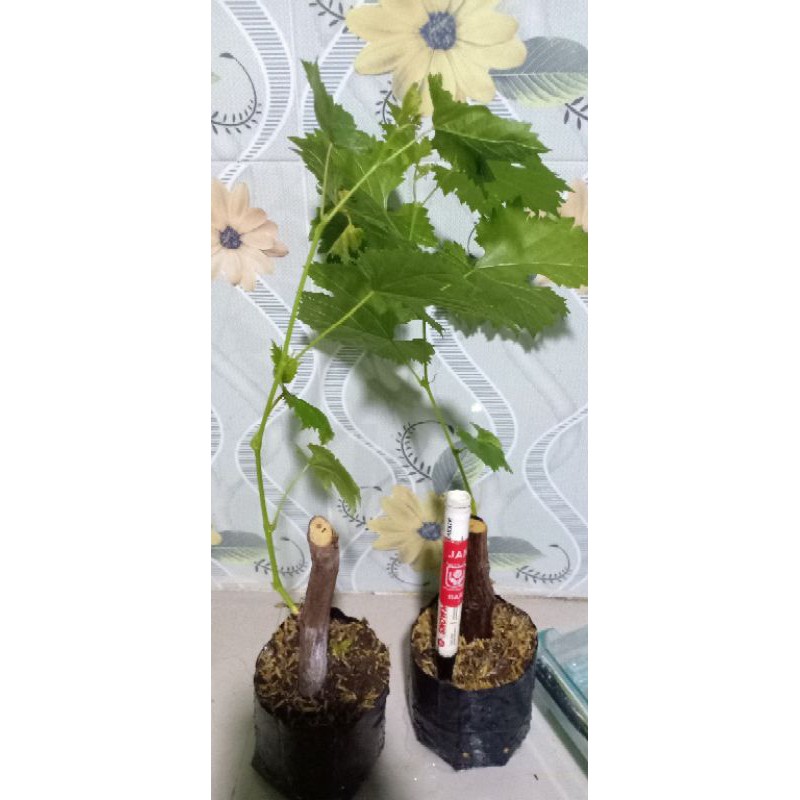 bibit anggur murah alfonso