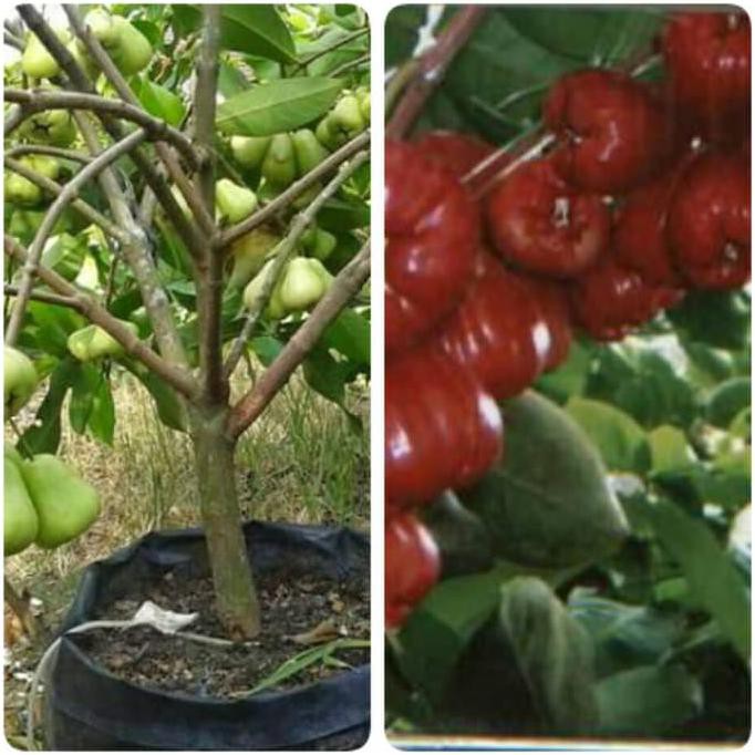 Unggul Bibit Jambu Air Madu Deli+ Jambu Air Merah Madu