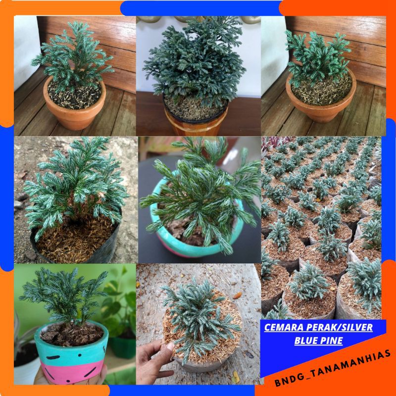 PROMO TANAMAN HIAS CEMARA SILVER/PERAK BLUEDEN | TERMURAH!