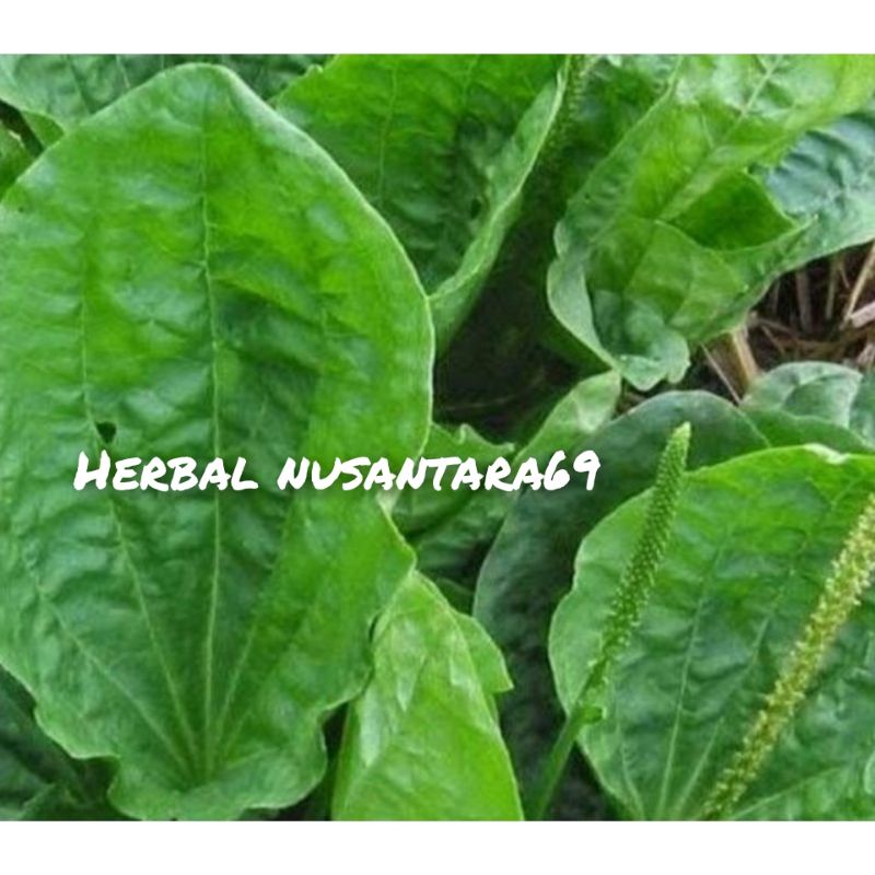 

Daun Ki Urat Segar Fres 500gr