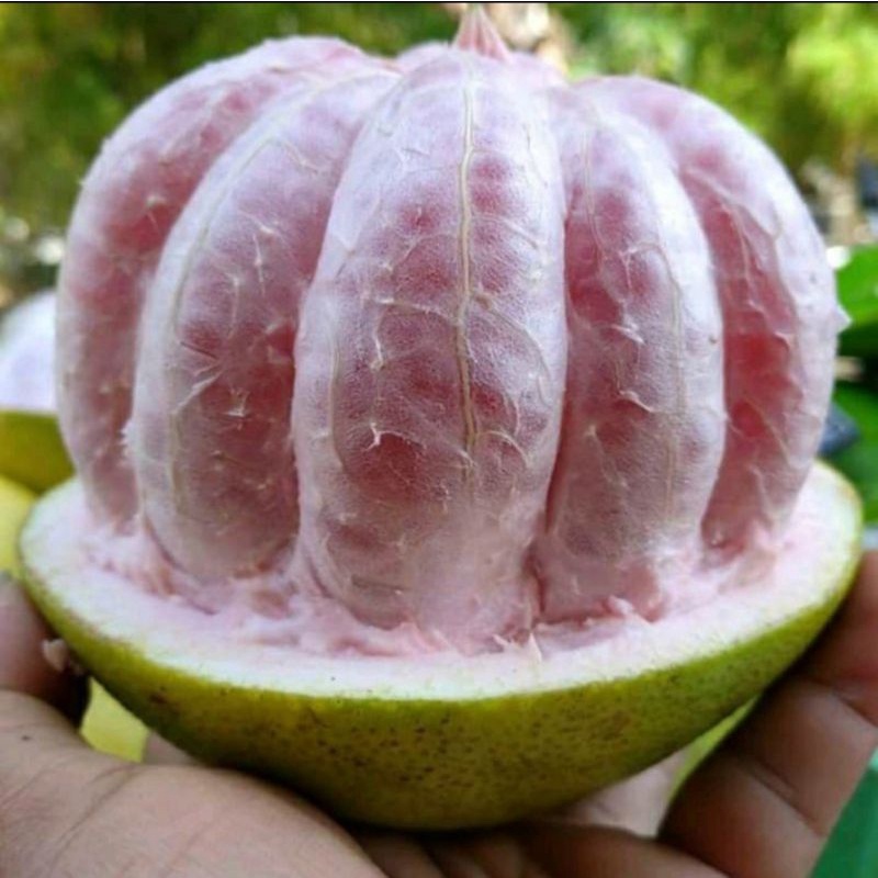 

Bibit Jeruk Bali Merah Asli Produk Sendiri | Hijau tani bibit