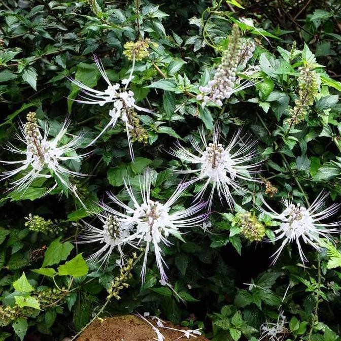 

DAUN KUMIS KUCING SEGAR 250 GRAM BASAH FRESH OBAT RAMUAN JAMU HERBAL TERBAIK