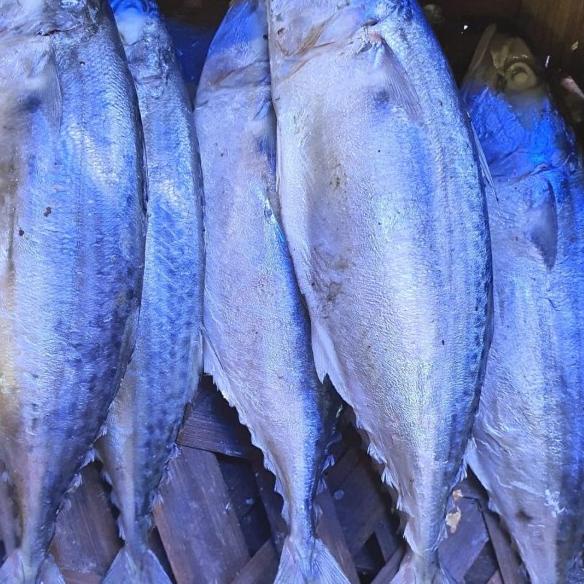 

✶ ikan kembung rebus Medan ukuraan besar 1/2 kg ➯