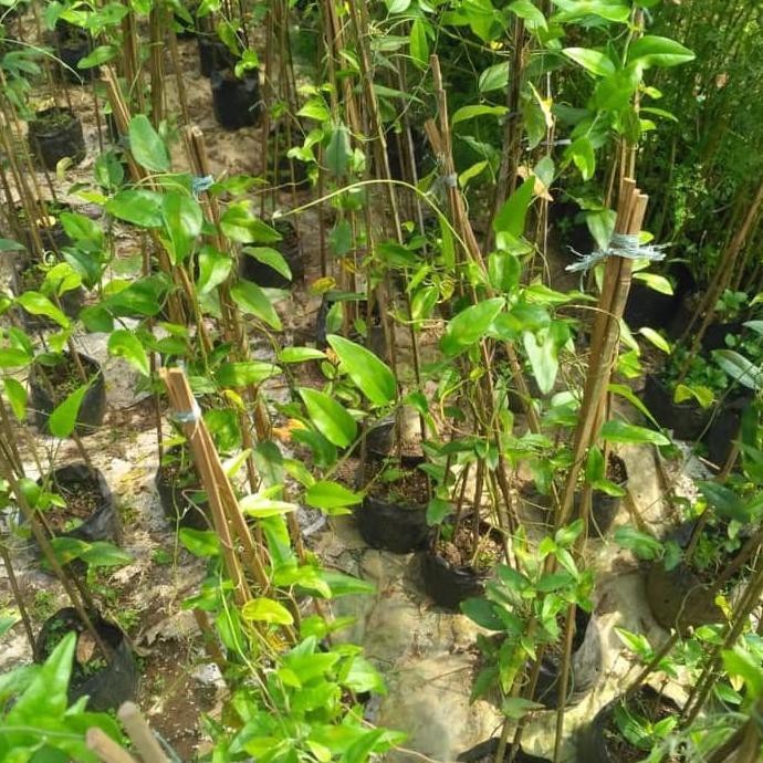 voc Bibit tanaman cincau jelly rambat mud4h