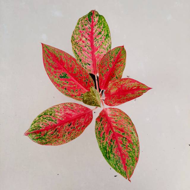 Aglonema Striptis Spesial Aglaonema Striptis Remaja Spesial Tanaman Hias Aglaonema Striptis Remaja