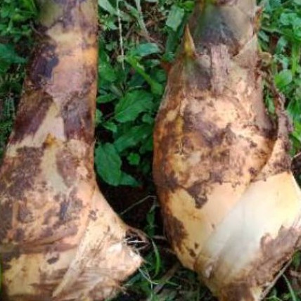 

Rebung bambu kuning,untuk batu ginjal (1kg)