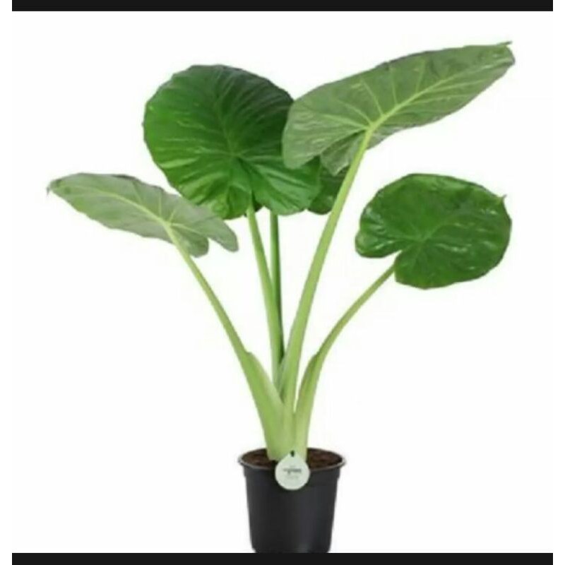 Tanaman Sente hijau,bibit sente hijau