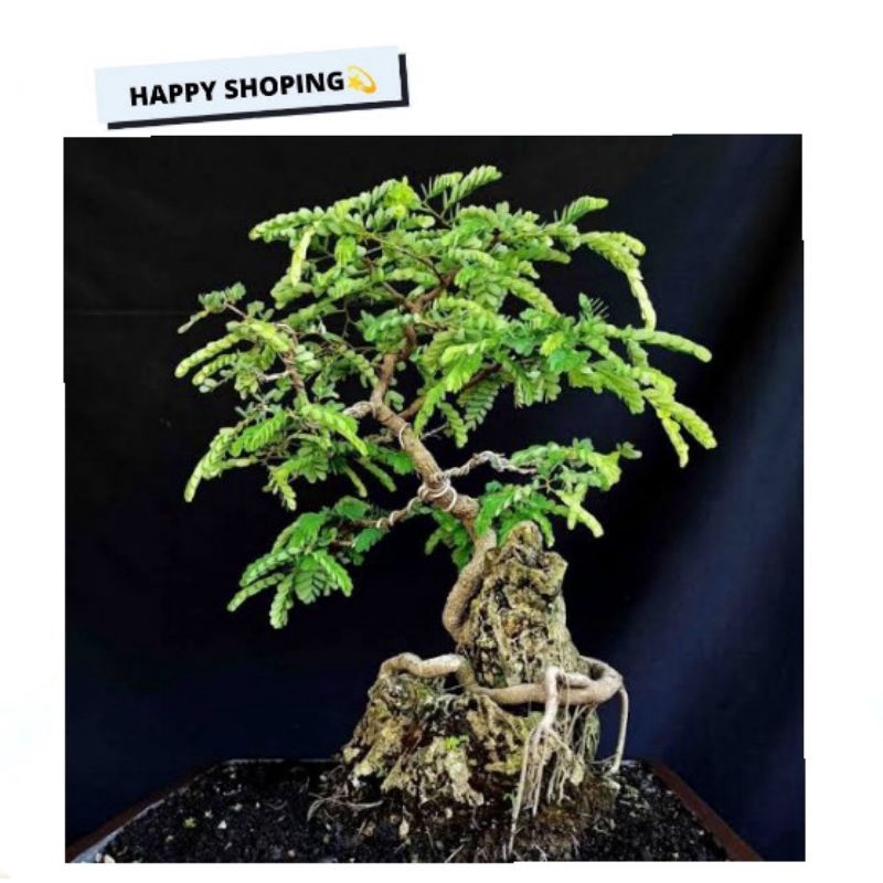 asem Jawa bahan Bonsai