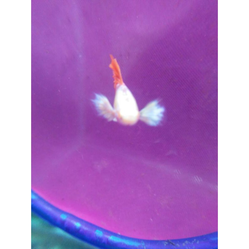 Albino platinum red tail dumbo ear kualitas