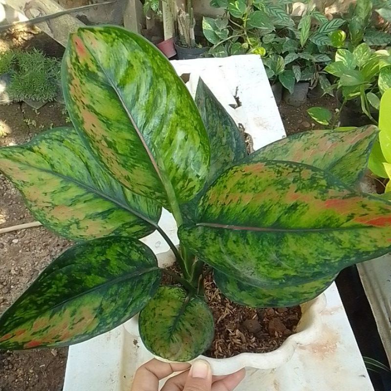 Aglonema hengheng Dewasa indukan