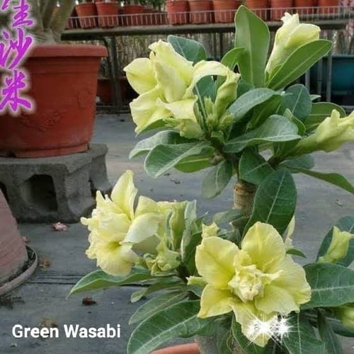 PROMO BESAR !! Bibit Bunga Kamboja Adenium Green Wasabi - Tanaman Hias-0